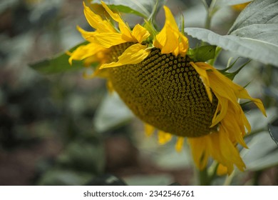 Beautiful yellow sunflower flower growing in sunflower field with soft bokeh. - Powered by Shutterstock