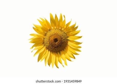 669,893 Sunflower Yellow Images, Stock Photos & Vectors | Shutterstock