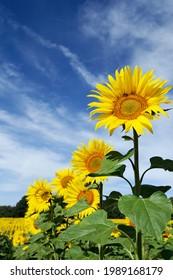 Beautiful yellow sunflower plant photographed in a field against a background of blue sky and misty cloud