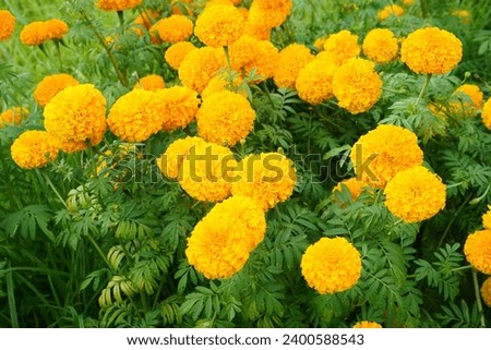 Beautiful yellow Tagetes erecta in the garden.
