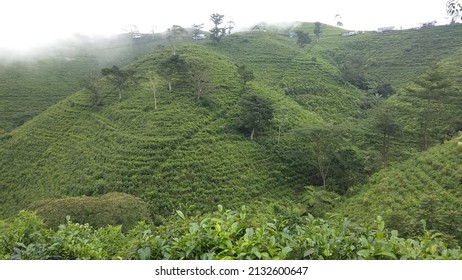 A Beautiful Yellow Tea Garden In The Karang Anyar Area