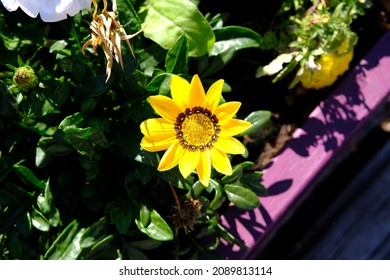 Beautiful yellow treasure flower (Gazania rigens) in a planted box in Ottawa, Ontario, Canada.