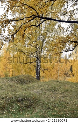 Beautiful yellow trees. Birches. Autumn.