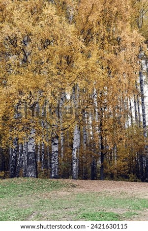 Beautiful yellow trees. Birches. Autumn.