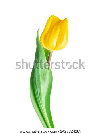 Beautiful yellow tulip closeup isolated on white background