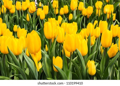 Beautiful Yellow Tulip Field