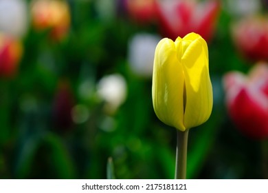 Schöne gelbe Tulpenblume auf unscharfem Hintergrund, Nahaufnahme