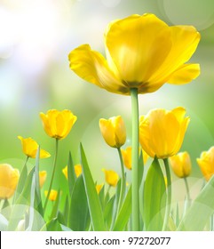 Beautiful Yellow Tulips