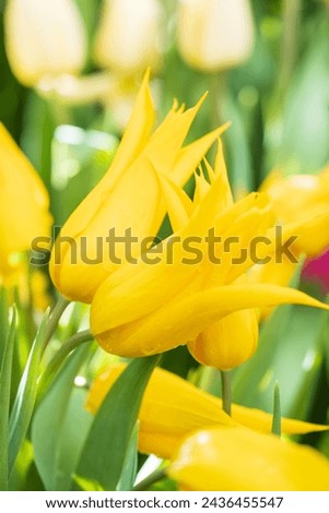 beautiful yellow tulips closeup on a blurred background of green leaves