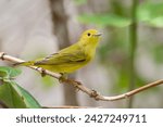 Beautiful Yellow Warbler (Dendroica petechia )female perched on a tree branch