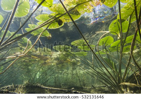 Beautiful yellow Water lily (nuphar lutea) in the clear pound. Underwater shot in the fresh water lake. Nature habitat. Unerwater world. Underwater view of a pond in summer. 
