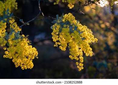 Beautiful Yellow Wattle Tree Blossom On Blurred Background