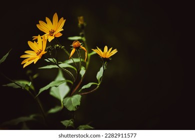 Beautiful yellow wild flowers of Jerusalem artichoke bloom on a long stem with green leaves in the twilight of a summer evening. Nature. - Powered by Shutterstock