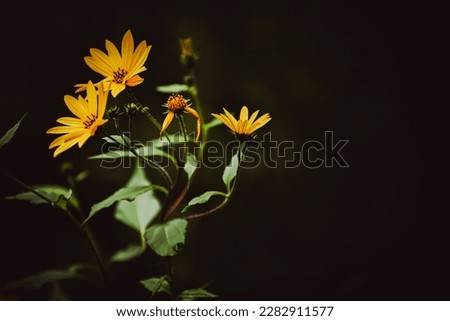Beautiful yellow wild flowers of Jerusalem artichoke bloom on a long stem with green leaves in the twilight of a summer evening. Nature.