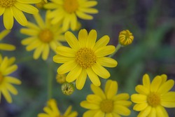 Beautiful Yellow Wildflower Closeup, Background For Wallpaper And Calendar