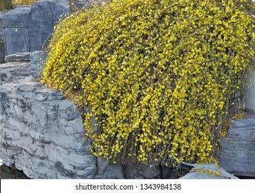 Winter Jasmine Images Stock Photos Vectors Shutterstock