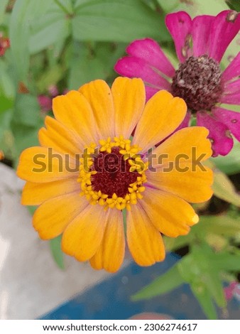 beautiful yellow zinnia flowers. Zinnia flowers have a Latin name, namely Bougainvillea glabra. Based on the classification, this flower comes from the magnoliophyta division