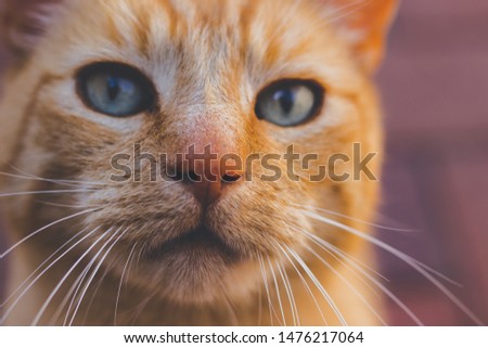 Beautiful yellow-brown cat with blue eyes close-up