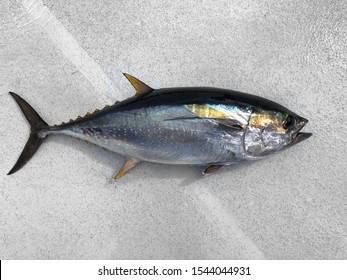 Beautiful Yellowfin Tuna Caught Deep Sea Fishing Sushi Fish