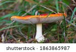 Beautiful yellow-red mushroom. Mushroom close-up.