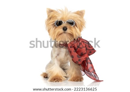 beautiful yorkshire terrier dog wearing sunglasses and bandana, sitting against white background