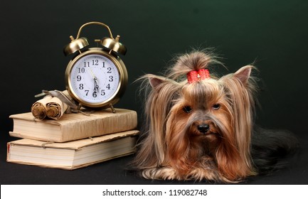 Beautiful yorkshire terrier surrounded by antiques on colorful background