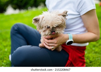 Beautiful Yorkshire Terrier in woman's lap, licking its nose and looking in camera. Yorkie dog and its female owner sitting on grass in park. 