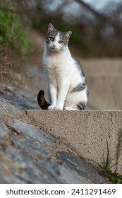 A beautiful young, adorable, furry cat sitting outdside on concrete and watvhing me, while hunting for prey like a true predator