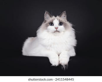 Beautiful young adult blue bicolor Ragdoll cat, laying down facing front on edge. Looking to camera with mesmerizing blue eyes. Isolated on a black background. - Powered by Shutterstock