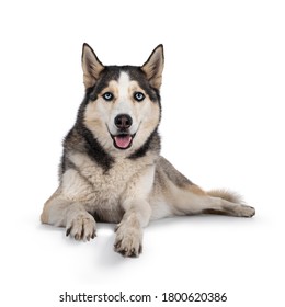 Beautiful Young Adult Husky Dog, Laying Down Facing Front With Paws Over Edge. Looking Towards Camera With Light Blue Eyes. Mouth Open. Isolated On White Background.