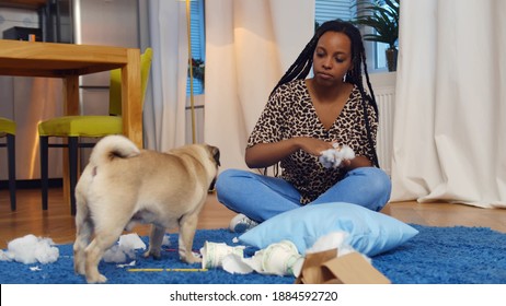 Beautiful Young African Woman Scolding Cute Pug Dog For Making Mess At Home. Angry Afro-american Female Owner Scolding Cute Pet Dog For Tearing Pillow Apart