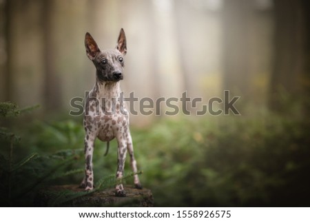 Beautiful young American hairless terrier dog