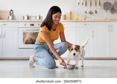 Beautiful young asian woman in casual outfit feeding her cute pet, giving bowl with healthy nutritive pet food, kitchen interior, full size photo, side view, panorama with copy space