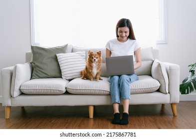 Beautiful young Asian woman in casual clothes using laptop and smiling while sitting with her lovely chihuahua dog on couch. Work from home, Working remotely, New normal and Friendly Dog Concept