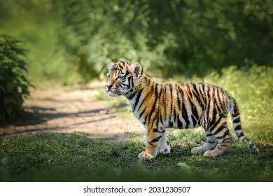 beautiful young bengal tiger cub standing curious in nature