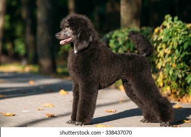 Black Standard Poodle High Res Stock Images Shutterstock