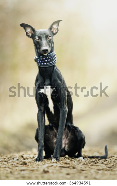Beautiful Young Black Whippet Dog Puppy Stock Photo Edit Now