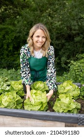 schöne junge blonde Frau mit grünem Schürze erntet grünen frischen Salat im Garten