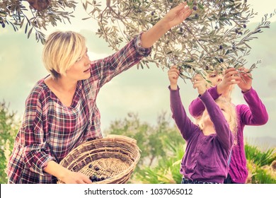 Beautiful young blonde woman in a checkered dress with two little girls collect the olives to a wicker basket in the garden on a sunny day - Powered by Shutterstock