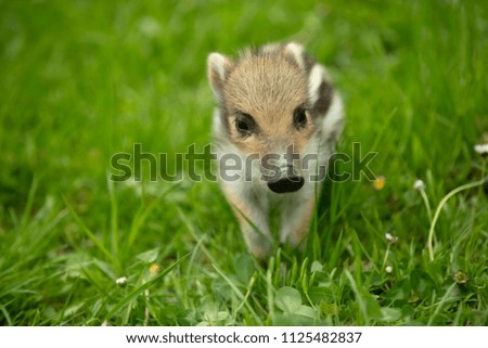 Image, Stock Photo newbie Beautiful Baby