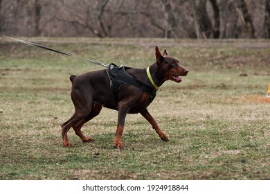 Beautiful young brown Doberman with cropped ears and tail stands on leash in harness and prepares to attack. Training for protection of service dogs.