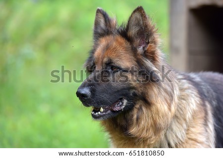 Beautiful Young Brown German Shepherd Dog Close Up. Alsatian Wolf Dog Or German Shepherd Dog On Green Grass Background. Deutscher Dog.