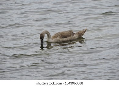 A Beautiful Young Brown Mute Swan Swimming In Water With Its Beak Below The Surface Of Water