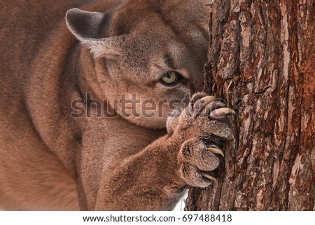 Beautiful Young Canadian Puma Hunting in the Forest