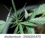 Beautiful young cannabis plant in a pot