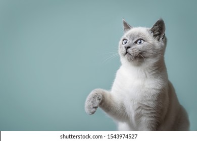 Beautiful young cat with a raised paw with place for text