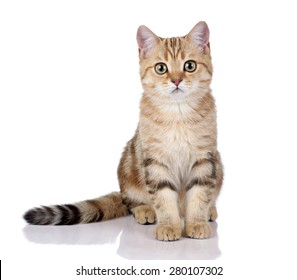 Cat Sitting Images, Stock Photos 