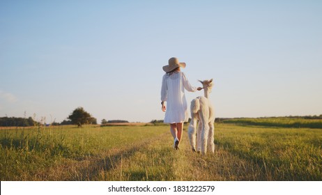 Beautiful Young Caucasian Woman Walk With Pet Alpaca Or Lama In The Country Beauty Summer Weather Sunset Or Sunrise Golden Hour