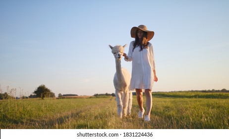 Beautiful Young Caucasian Woman Walk With Pet Alpaca Or Lama In The Country Beauty Summer Weather Sunset Or Sunrise Golden Hour