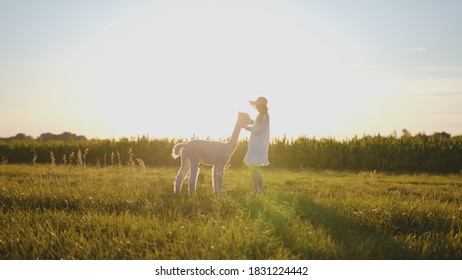 Beautiful Young Caucasian Woman Walk With Pet Alpaca In The Country Beauty Summer Weather Sunset Or Sunrise Golden Hour